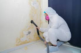 Professional Mold Inspection in Laughlin Af, TX